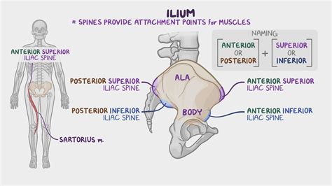 anterior sacral torsion